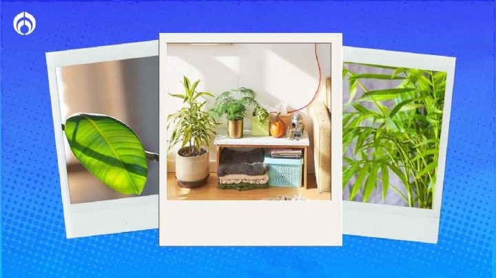 5 plantas fáciles de conseguir y que absorben el calor dentro de tu casa