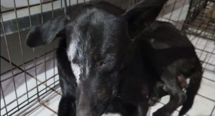 Justicia para 'Negrita': 2 años y 6 meses de cárcel a sujeto que agredió con cuchillo a perrita