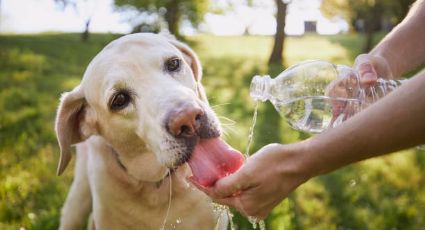 Perritos: ¿Cuánta agua exacta deben tomar para evitar golpes de calor?