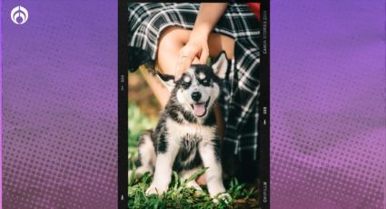 Día del Husky Siberiano: Petco tiene estas promociones para festejar a este 'lomito'