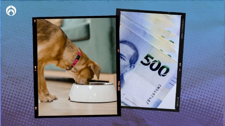 Perritos: ¿qué tan caro te sale alimentar a un 'lomito' en México? Esto dice un estudio