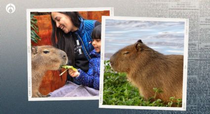 Acuario Michin: ¡Vive un encuentro único con los roedores más tiernos del mundo!