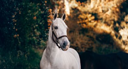 ¿Por qué les dicen ‘cuacos’ a los caballos?