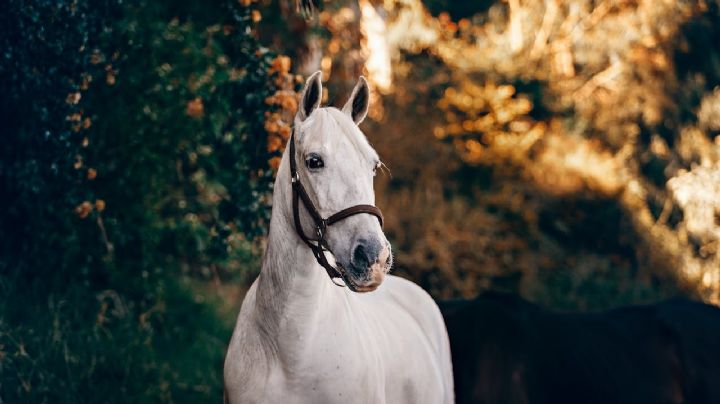 ¿Por qué les dicen ‘cuacos’ a los caballos?