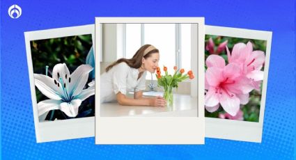 3 plantas para eliminar los malos olores de tu casa sin necesidad de aromatizantes