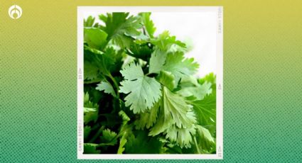 ¿Cómo se prepara el agua de cilantro para dormir mejor y qué beneficios tiene para la salud?