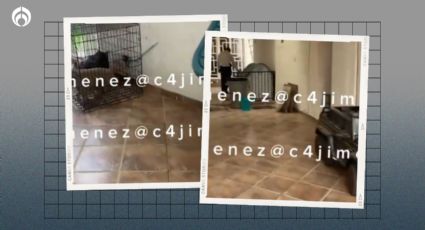 (VIDEO) 'El Chori': esto encontraron dentro de la casa del líder de la Unión Tepito