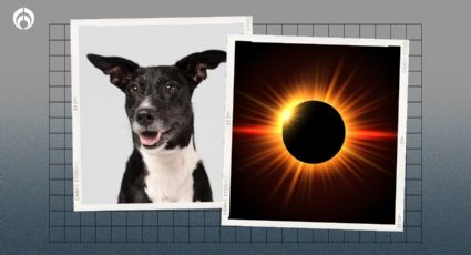 Eclipse 2024: ¿Los perritos y gatitos pueden perder la vista si lo ven de forma directa?