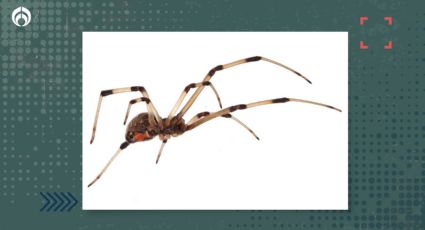 Araña viuda marrón: ¿Cuáles son los sitios de tu casa donde se oculta el peligroso arácnido?