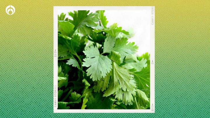 ¿Cómo se prepara el agua de cilantro para dormir mejor y qué beneficios tiene para la salud?