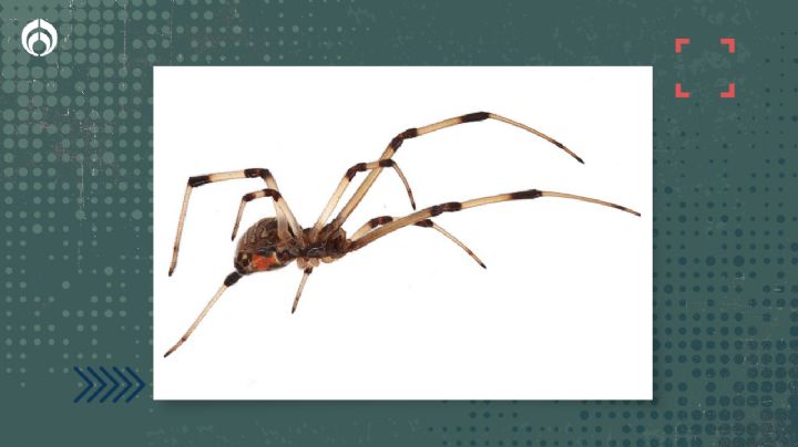 Araña viuda marrón: ¿Cuáles son los sitios de tu casa donde se oculta el peligroso arácnido?