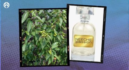 Fraiche: este es el mejor perfume de nicho para la primavera... ¿a qué huele?