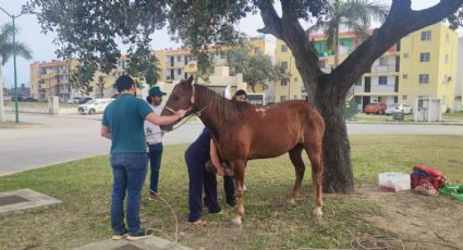 Rescatan al 'Gringo', caballo abandonado fue donado a una asociación de equinoterapia