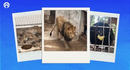 Ahora es Bioparque de Jalisco: Denuncian que animales están en malas condiciones y piden rescatarlos