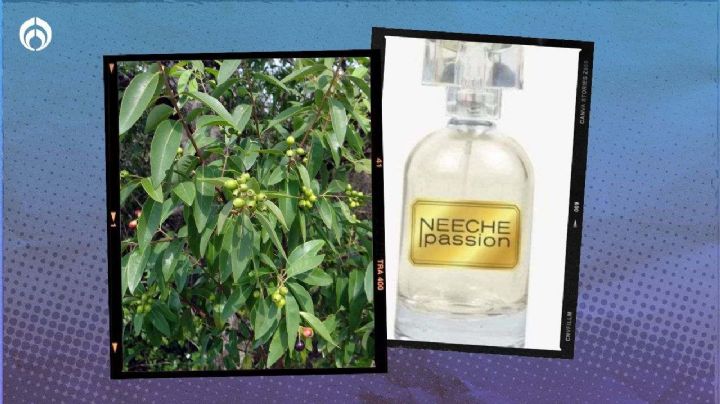 Fraiche: este es el mejor perfume de nicho para la primavera... ¿a qué huele?