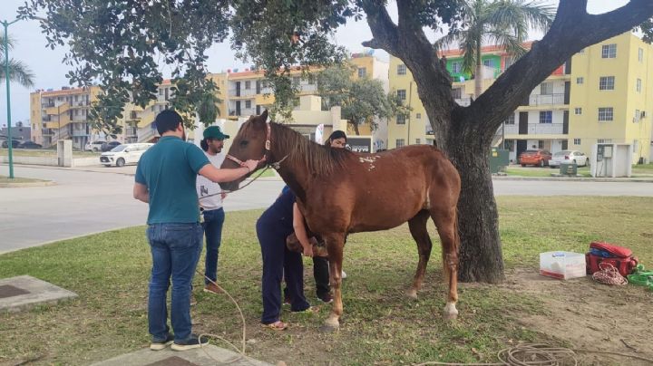 Rescatan al 'Gringo', caballo abandonado fue donado a una asociación de equinoterapia