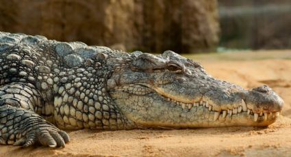 'SOS Cocodrilo' en Semana Santa: operativo en Laguna Carpintero cuidará a los visitantes