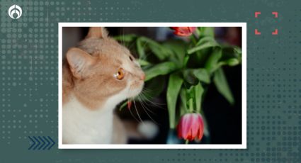 4 plantas peligrosas para los gatos que debes evitar tener en casa