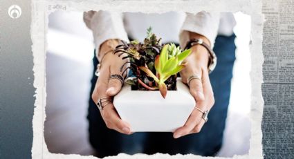 El truco efectivo para regar tus plantas suculentas y que no mueran deshidratadas