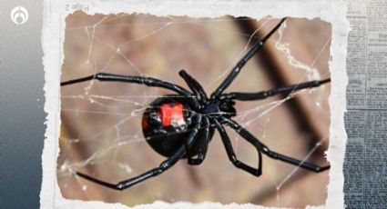 Araña viuda negra: ¿En qué lugares se ocultan y qué debes hacer si te pica una?