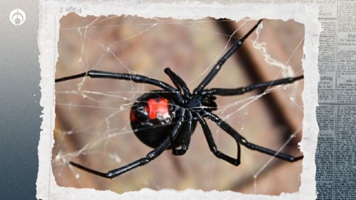 Araña viuda negra: ¿En qué lugares se ocultan y qué debes hacer si te pica una?