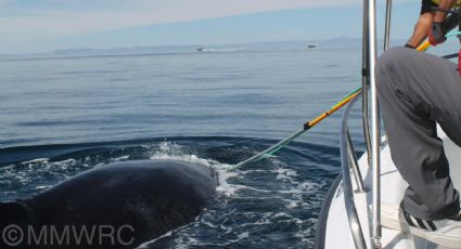 Rescatan a ballena jorobada en La Paz: su cabeza se encontraba enredada en una 'red fantasma'