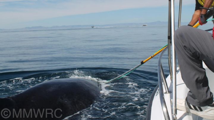 Rescatan a ballena jorobada en La Paz: su cabeza se encontraba enredada en una 'red fantasma'