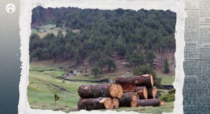 Narco arrasa con bosques en México: Alerta ONU por tala ilegal para plantíos de droga