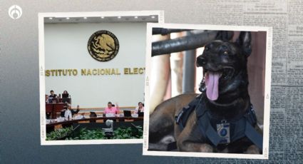 Le 'echan los perros' al INE... literal: capacitadores sufren ataques de ‘lomitos’