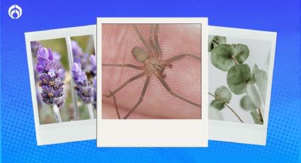 Araña violinista: plantas que ahuyentan al arácnido y protegen a tu familia