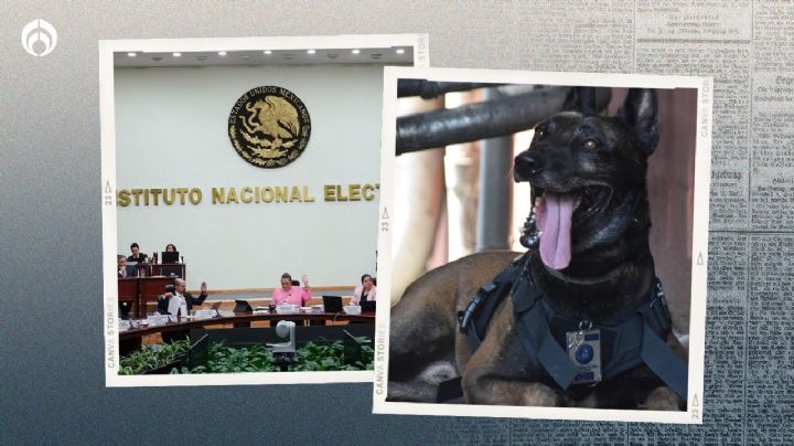 Le 'echan los perros' al INE... literal: capacitadores sufren ataques de ‘lomitos’