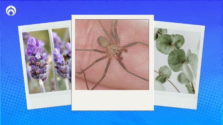 Araña violinista: plantas que ahuyentan al arácnido y protegen a tu familia