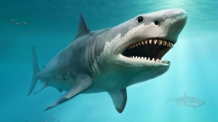 Semana Santa: tiburones blancos ¿Son un peligro para la zona golfo de Tamaulipas?