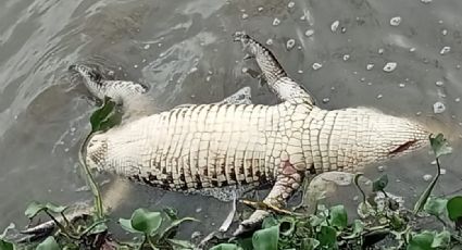 Cazacocodrilos en Altamira: buscan vender su carne sin importar sea un delito federal