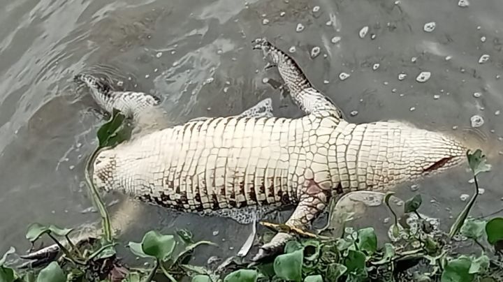 Cazacocodrilos en Altamira: buscan vender su carne sin importar sea un delito federal