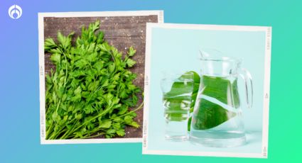 Agua de cilantro para mejorar la digestión: Estos son los beneficios de tomarla