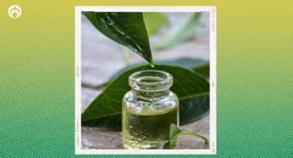 Aceite de árbol de té: ¿Dónde comprar y cuánto cuesta el potente remedio para limpiar baño y cocina?