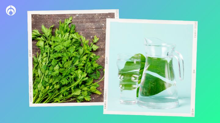 Agua de cilantro para mejorar la digestión: Estos son los beneficios de tomarla