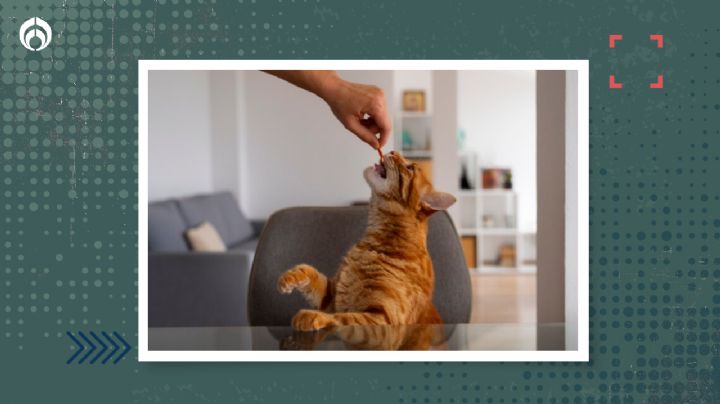 Gatitos: ¿Es bueno darle de comer pan a los ‘michis’?