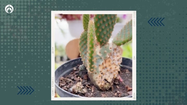 El trucazo de los expertos para revivir los cactus que están a punto de secarse