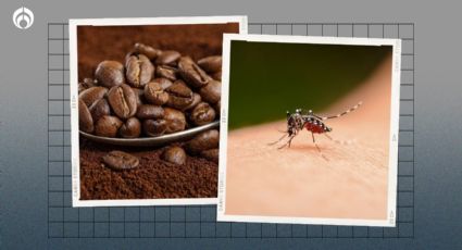 Así puedes hacer un incienso de café para ahuyentar moscas y mosquitos