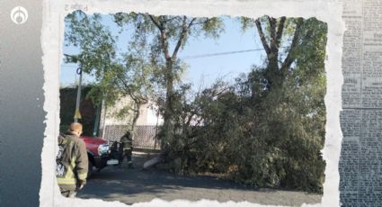 ¿Me pueden multar por cortar un árbol frente a mi casa? Esto dice la ley