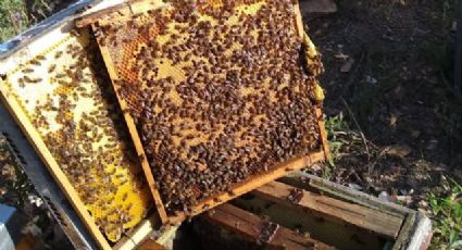 Rescatan panales de abejas en Altamira: es temporada de polinización y piden no molestarlas