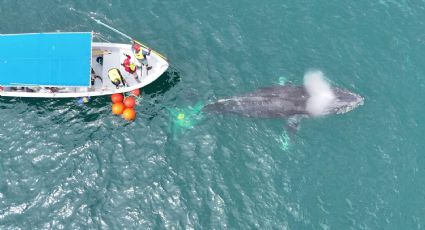 Rescatan a ballenas atrapadas de redes en La Paz; una malla cargaba un lobo marino muerto