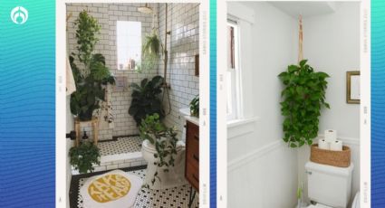 Las mejores plantas aromáticas que son recomendables para tener en el baño y evitar la humedad