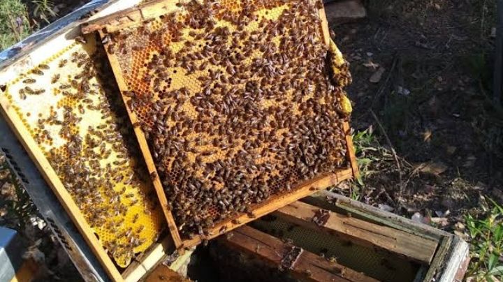 Rescatan panales de abejas en Altamira: es temporada de polinización y piden no molestarlas