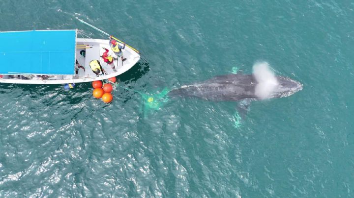 Rescatan a ballenas atrapadas de redes en La Paz; una malla cargaba un lobo marino muerto