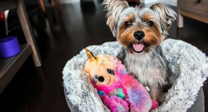 La tienda outlet donde puedes encontrar ropa y accesorios para mascotas desde 12 pesos