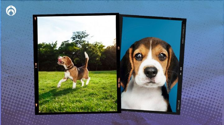 Día del Beagle: Petco tiene estas promociones para festejar a este 'lomito'