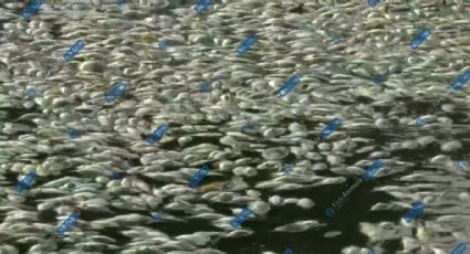 Se registra extraña mortandad de peces en laguna La Ilusión en Veracruz